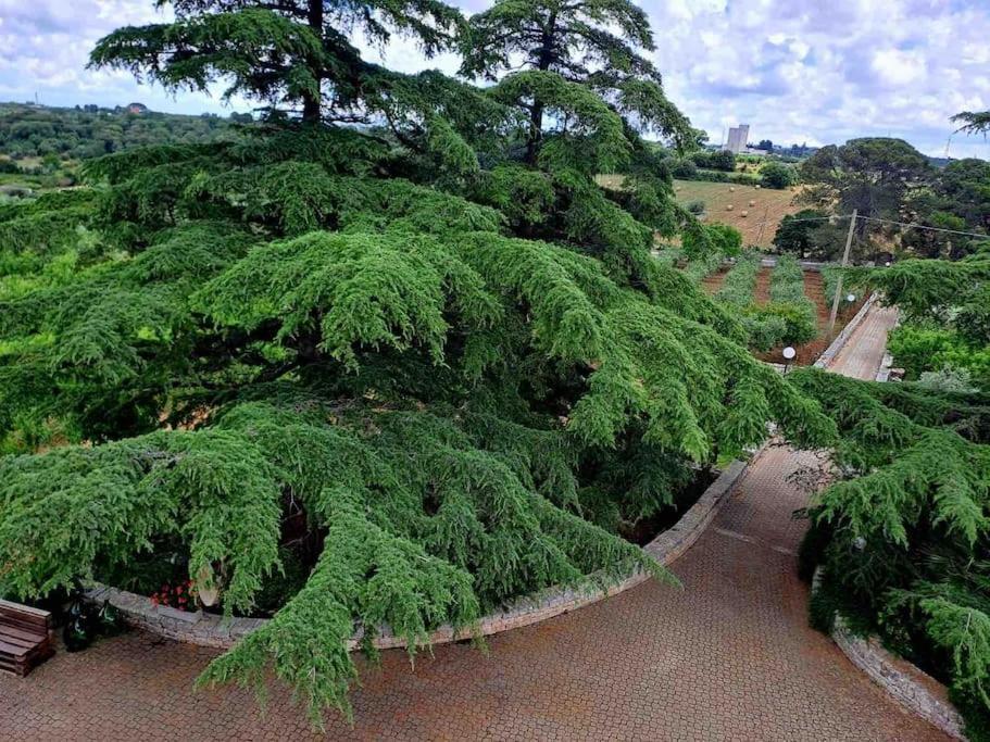 Casina Foggia Dell'Albero Lejlighed Putignano Eksteriør billede
